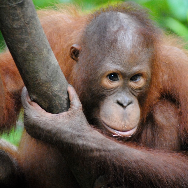  Adopt an Orangutan  The Orangutan  Project